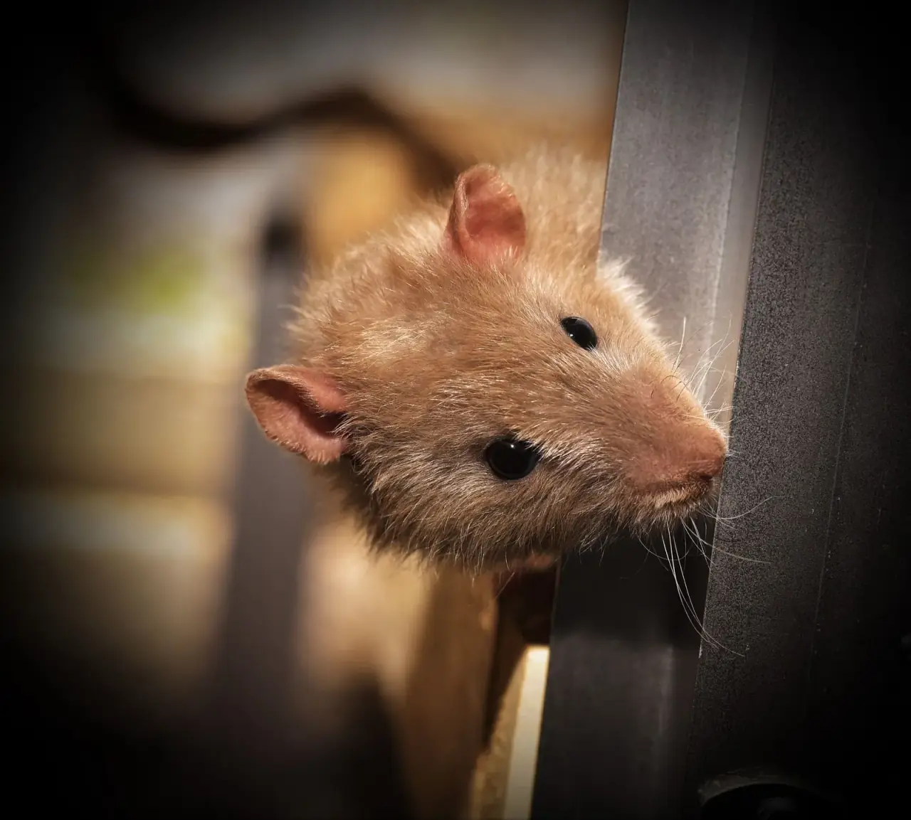 mouse-dark