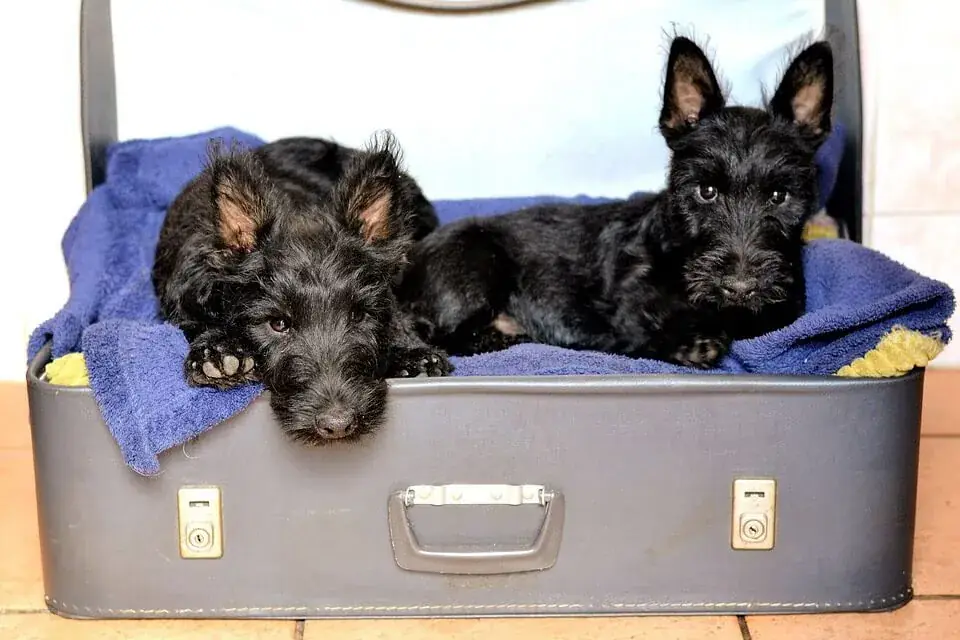 pet's bed