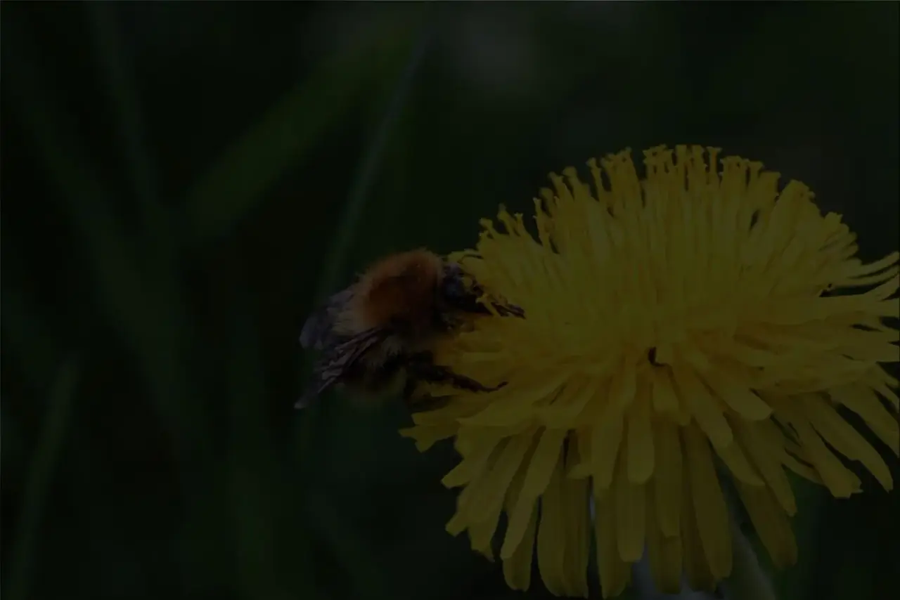 Bee Helpful!